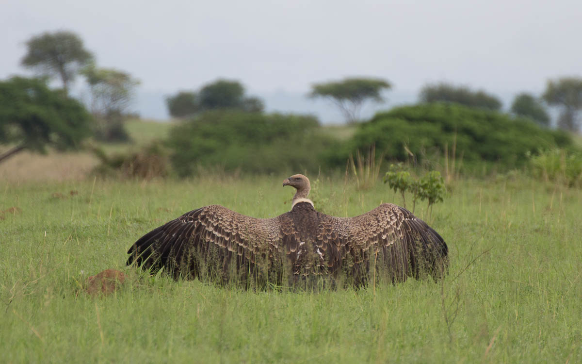 game-drive-murchison-falls-nationalpark-26