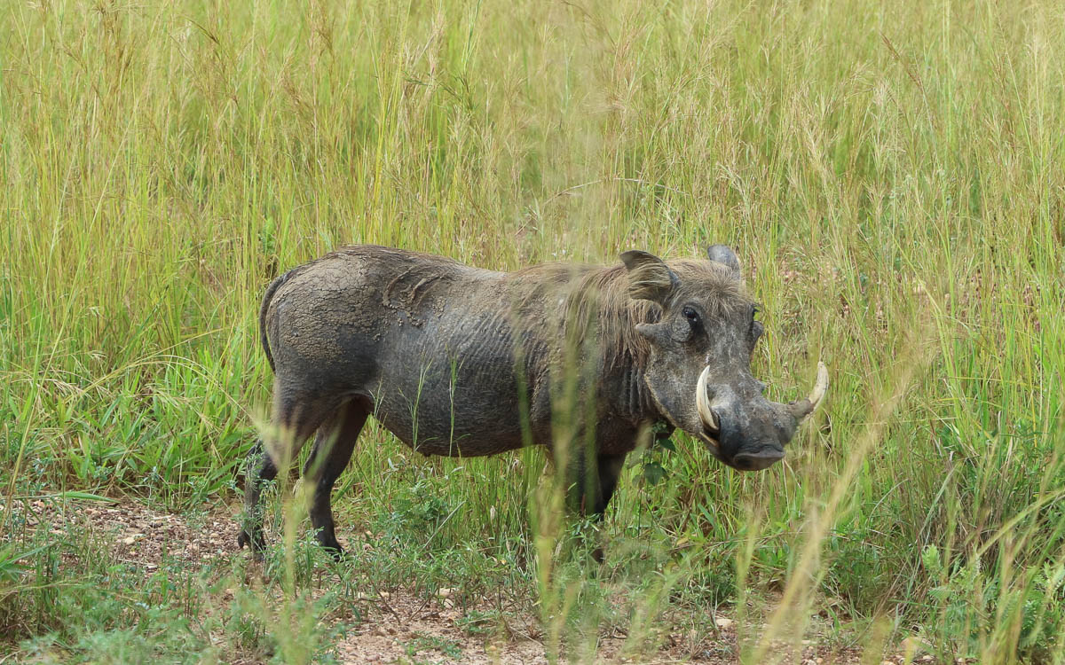 warzenschwein game-drive-murchison-falls-nationalpark
