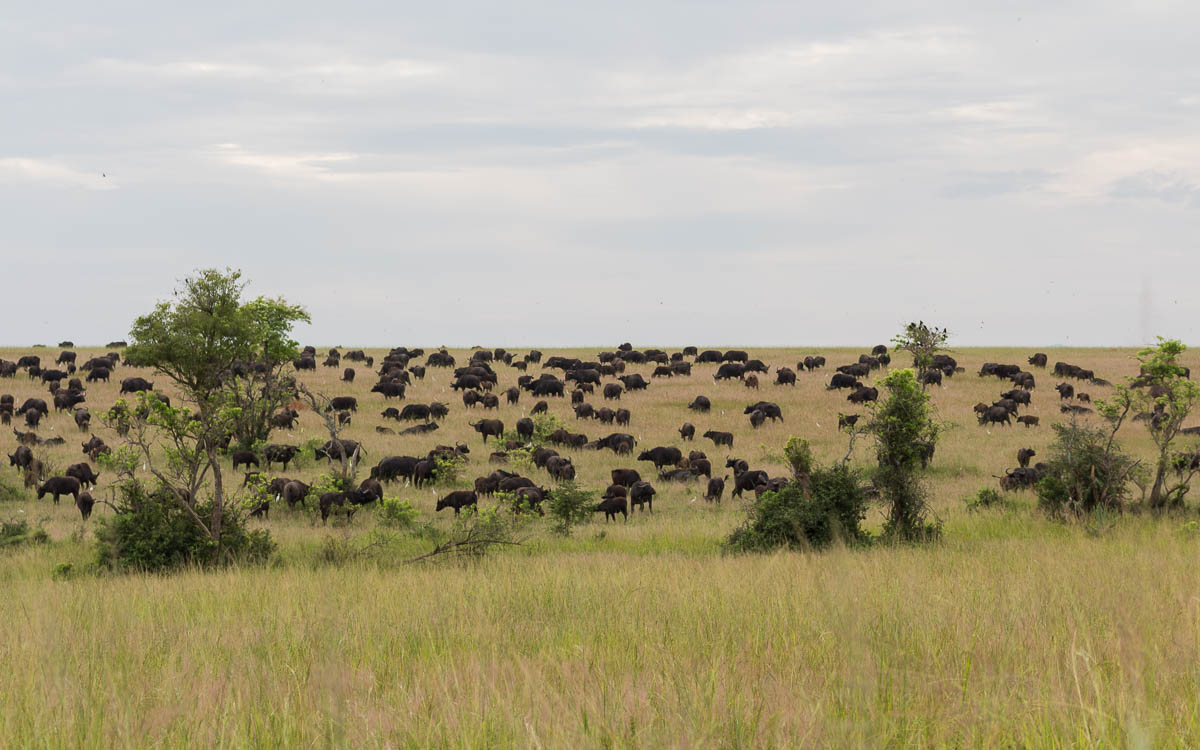 game-drive-murchison-falls-nationalpark-33