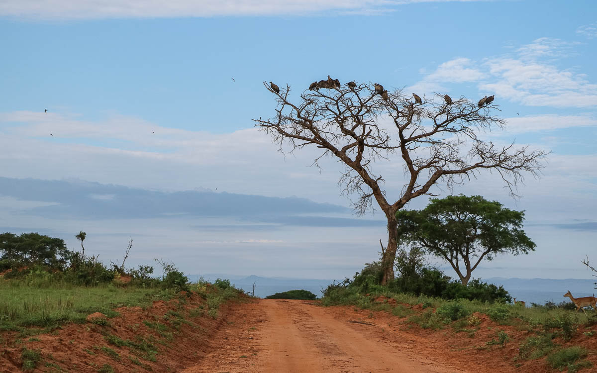 game-drive-murchison-falls-nationalpark-40