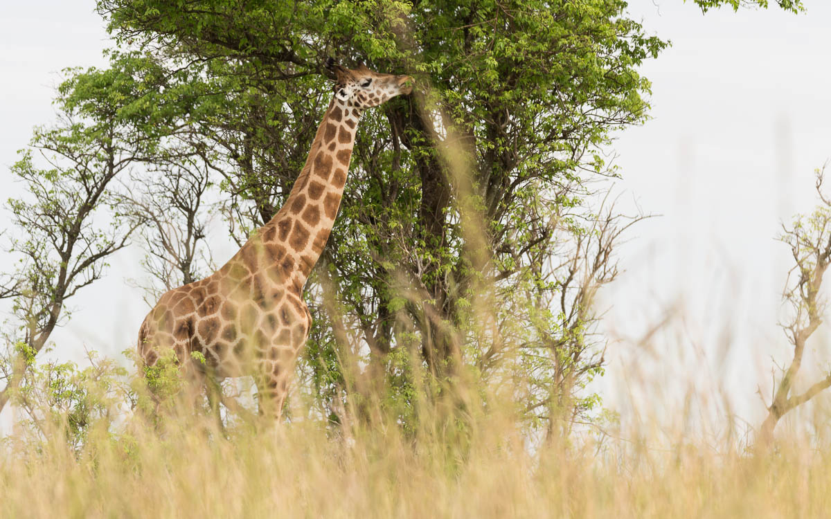 game-drive-murchison-falls-nationalpark-41