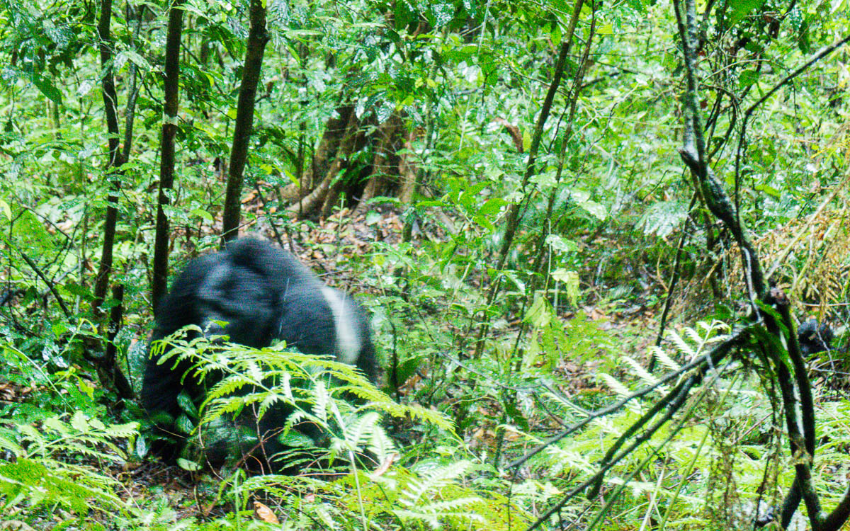 silverback charging bwindi np