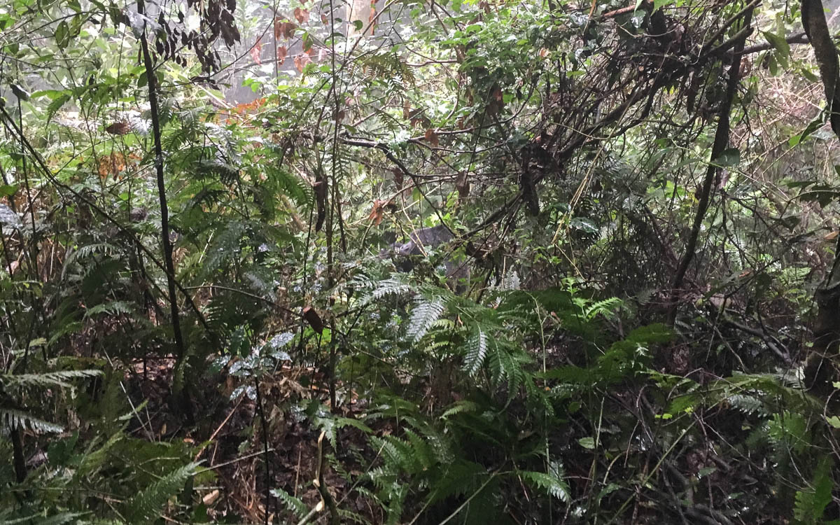 Bwindi Gorilla Tracking H-Group