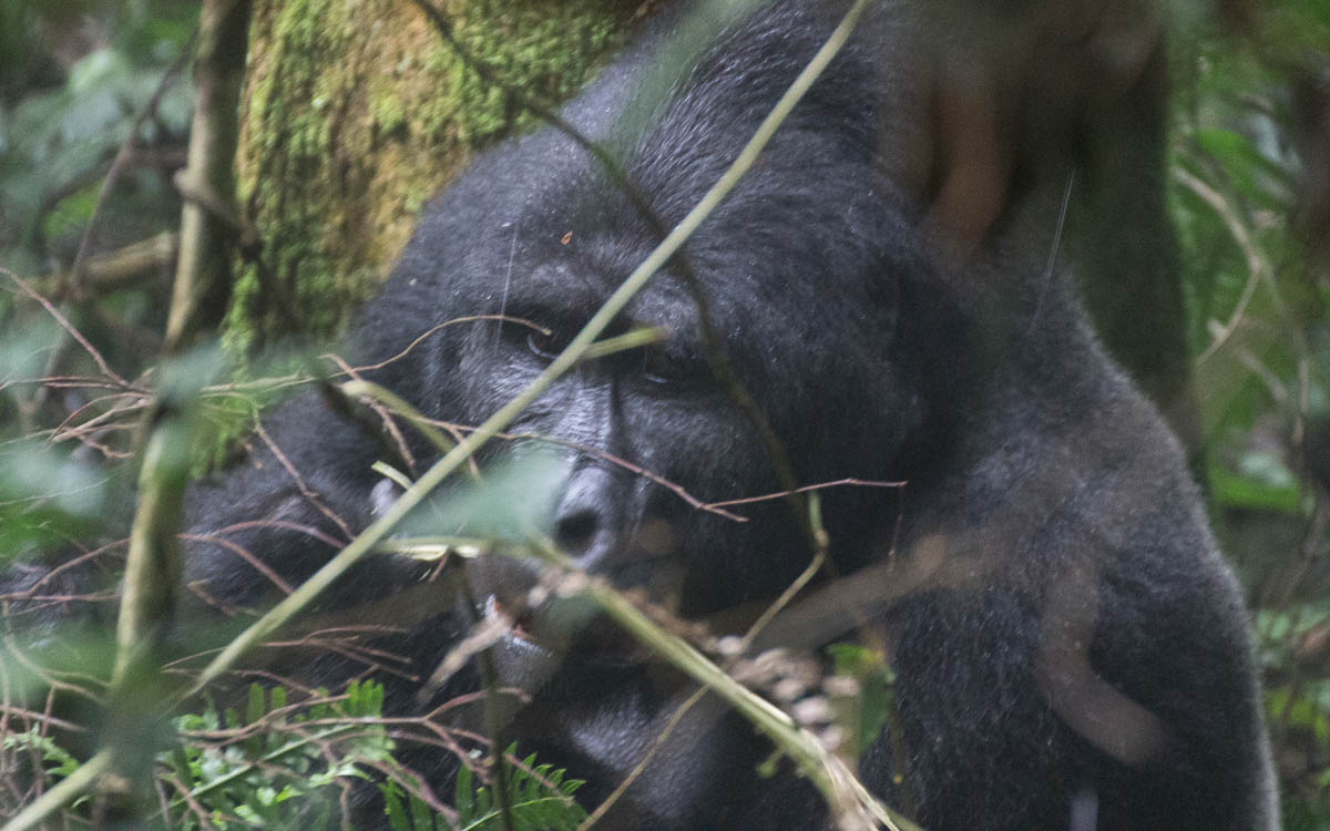 Makara Silverback Habinyanja Group Bwindi NP