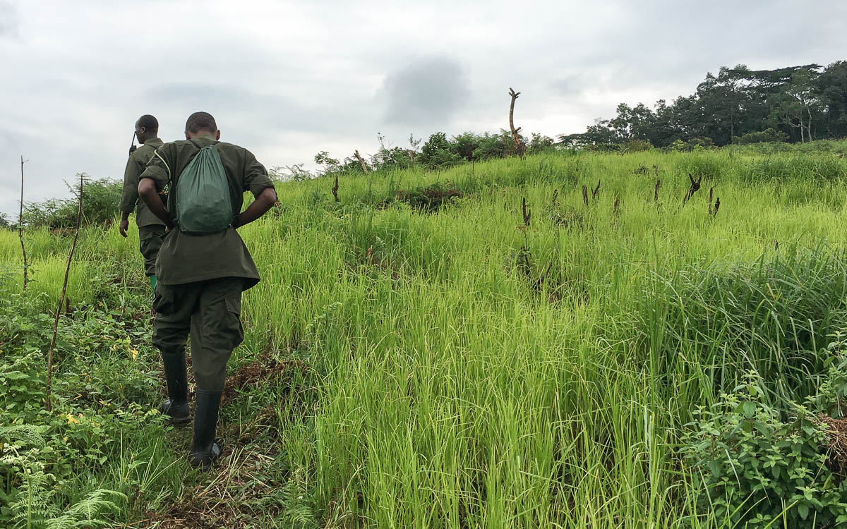 gorilla-trekking-uganda-bwindi-felder
