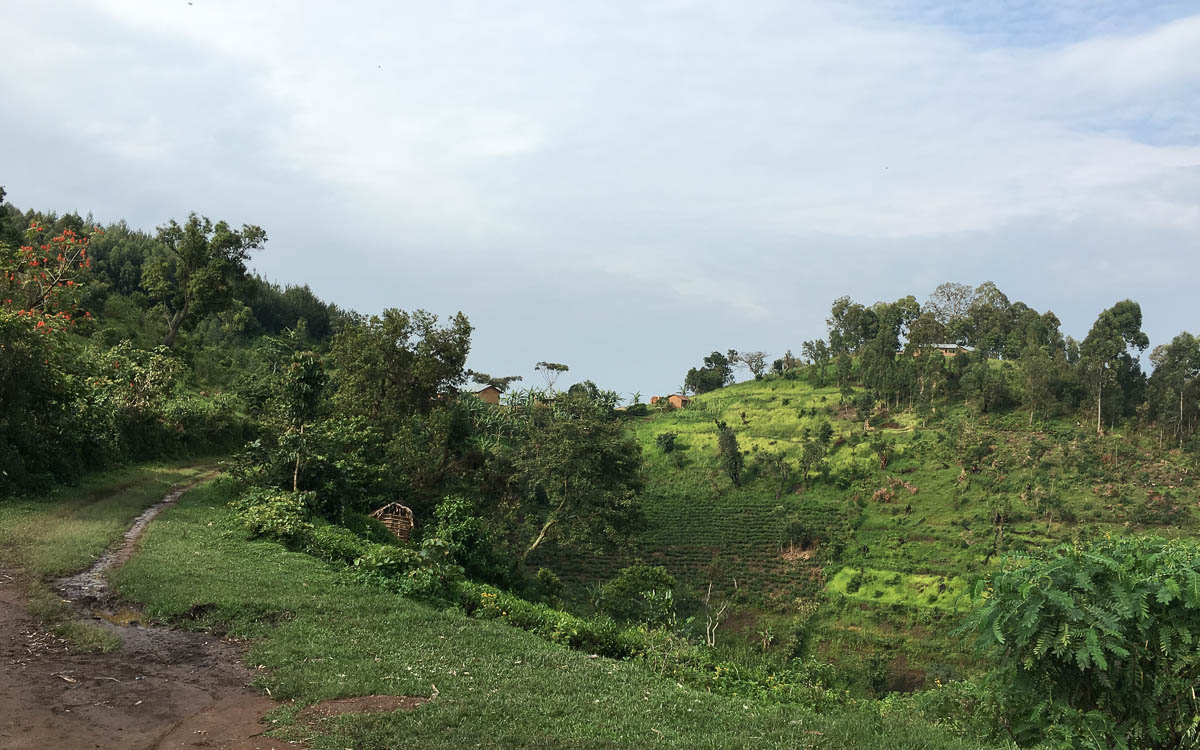 Gorilla Trekking Uganda Mayange Bwindi NP