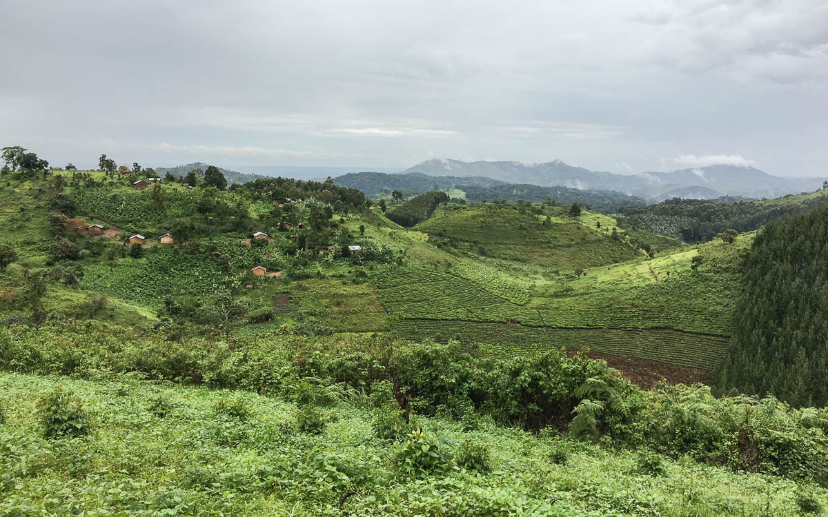 gorilla-trekking-uganda-bwindi-nationalpark-ausblick