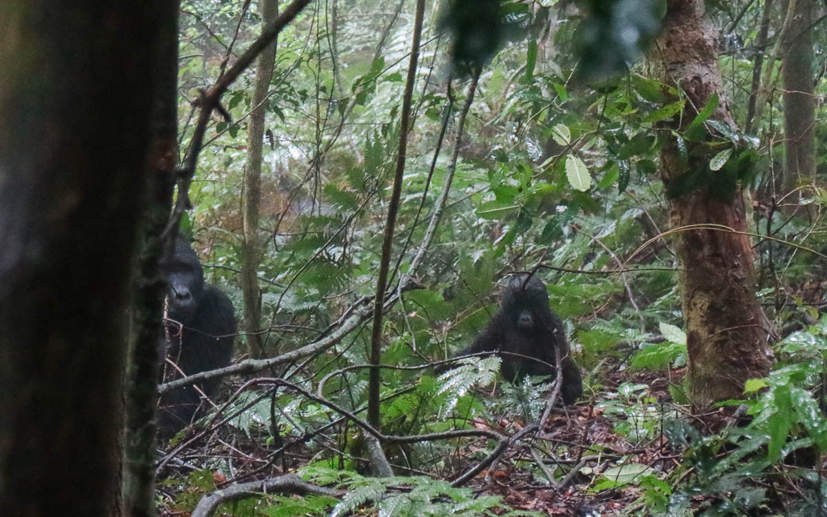 habinyanja group bwindi elsas baby