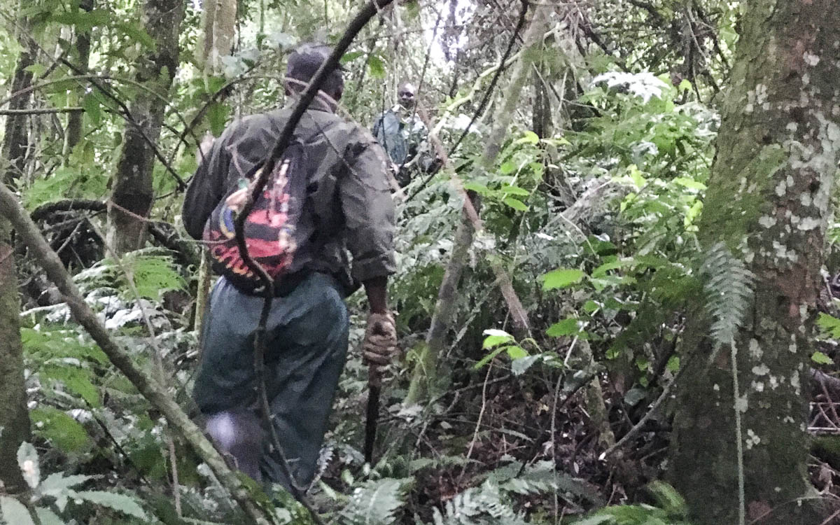 gorilla-trekking-uganda-bwindi-nationalpark-spurenleser
