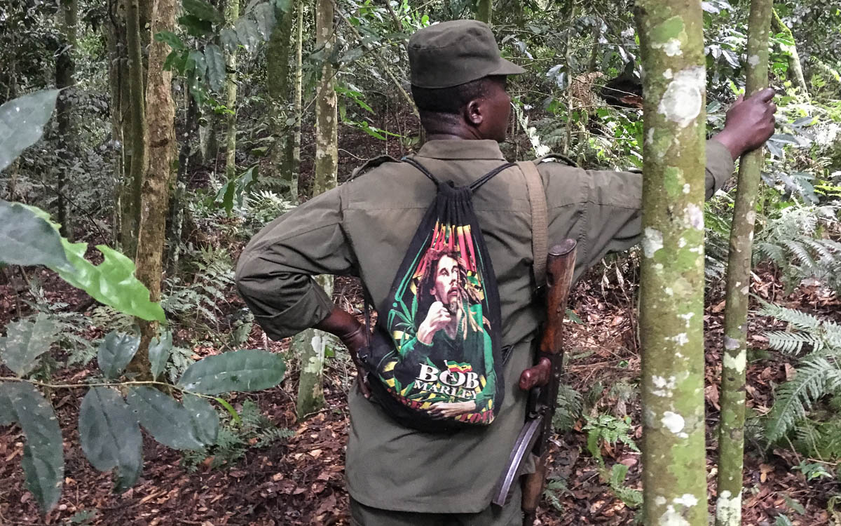 Gorilla Trekking Uganda Bwindi Nationalpark Spurenleser