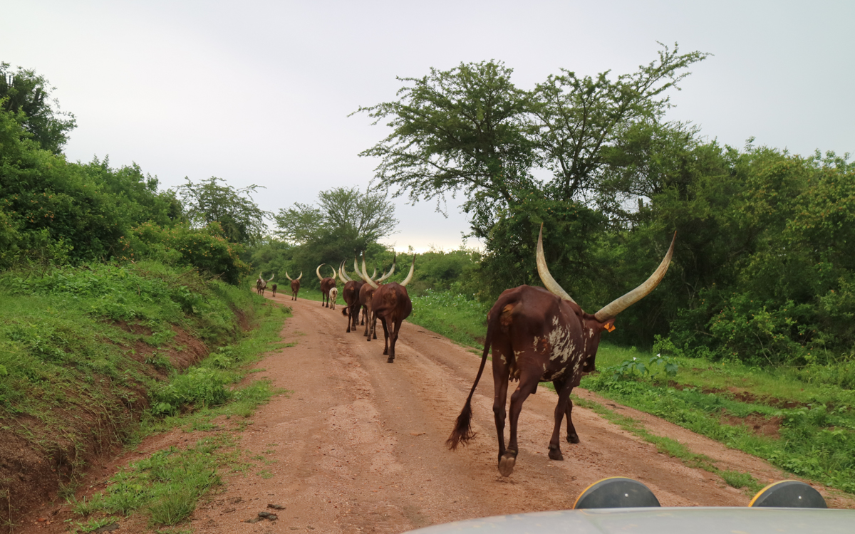 grenze-ruanda-uganda-22