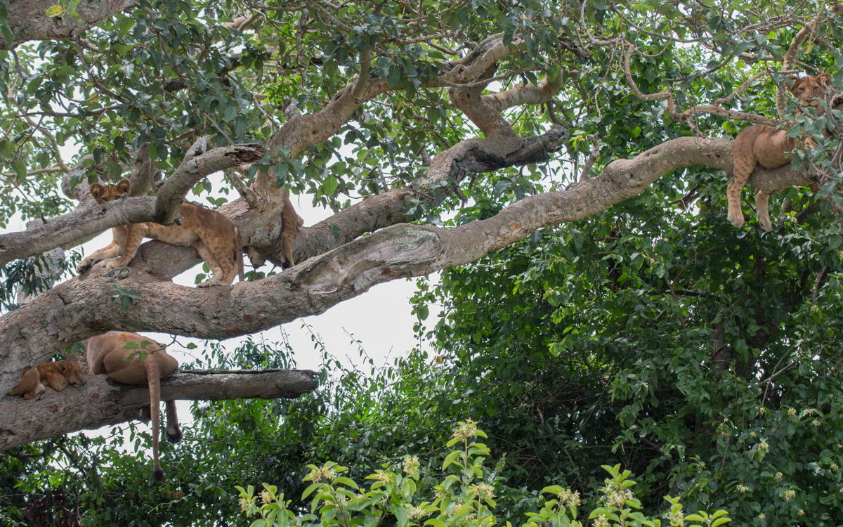 ishasha-baumloewen-glueck
