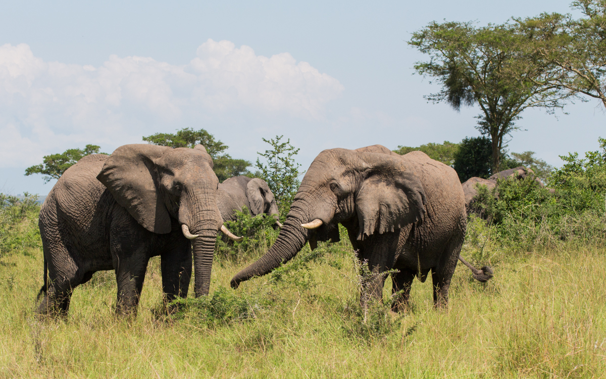 ishasha-qen-gamedrive-21