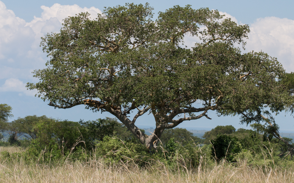 Ishasha Sektor Queen Elizabeth Nationalpark Uganda