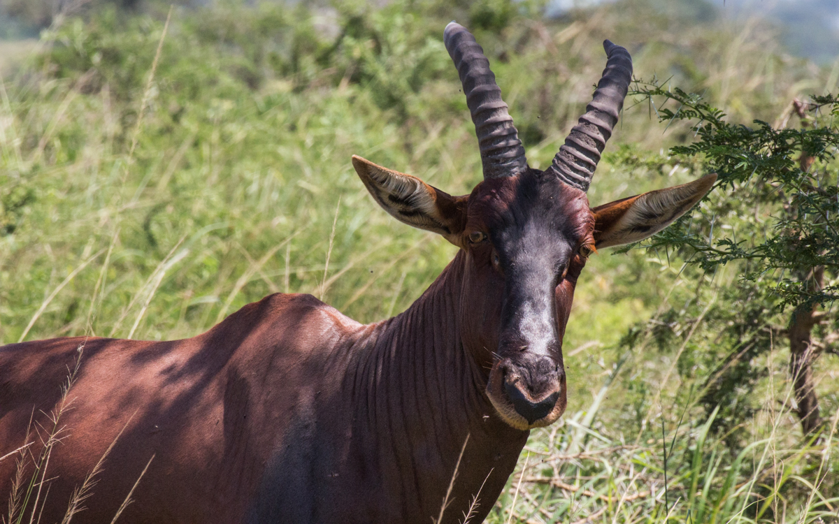 ishasha-qen-gamedrive-41