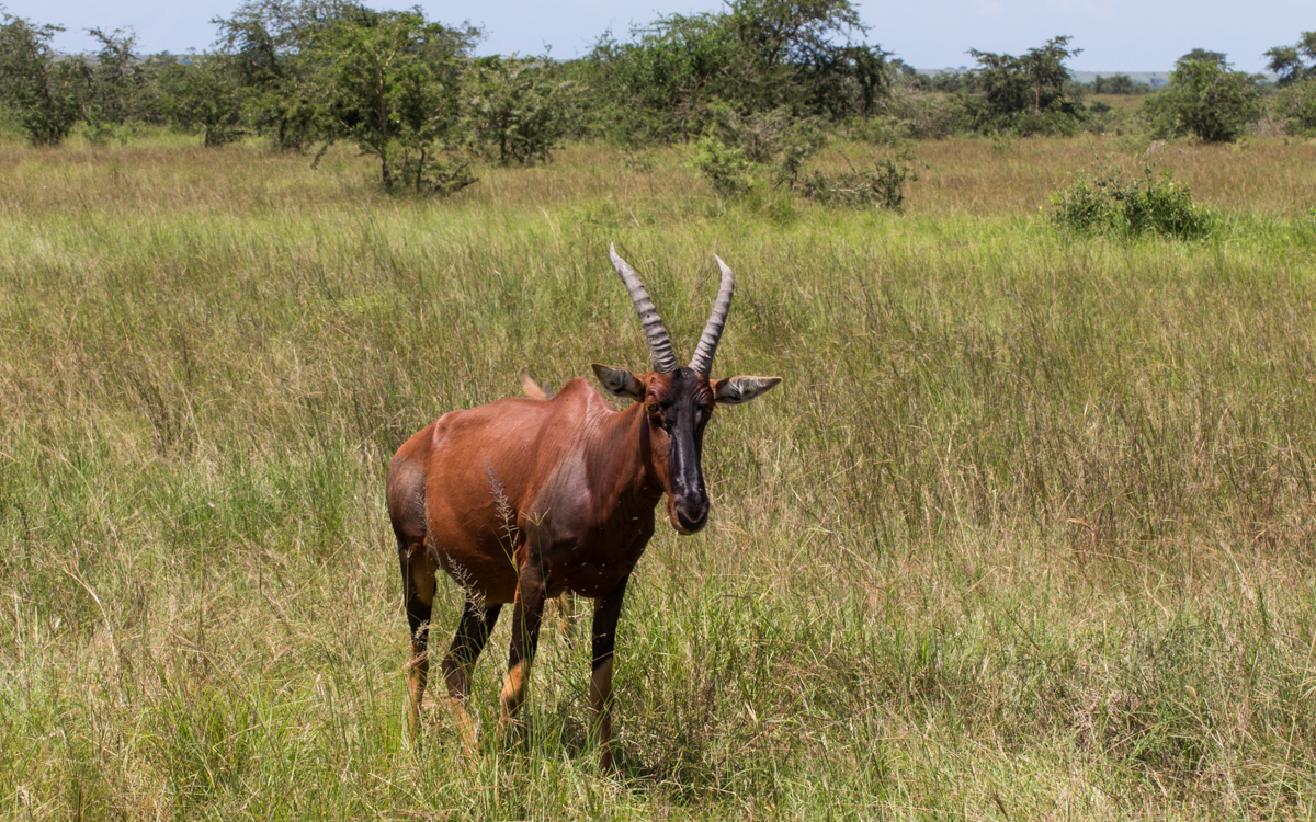 ishasha-qen-gamedrive-43