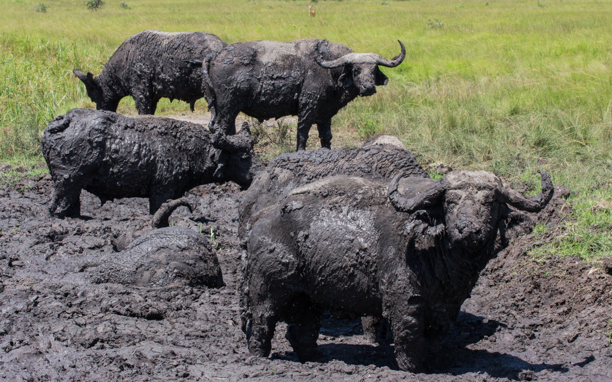 ishasha-qen-gamedrive-50