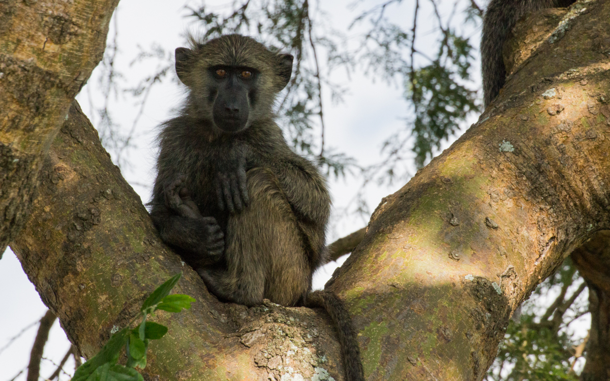 ishasha-qen-gamedrive-56