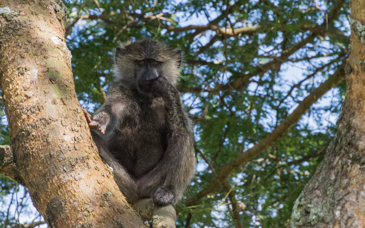 ishasha-qen-gamedrive-57