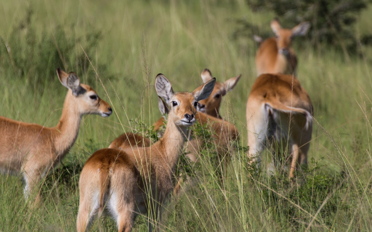 ishasha-qen-gamedrive-9