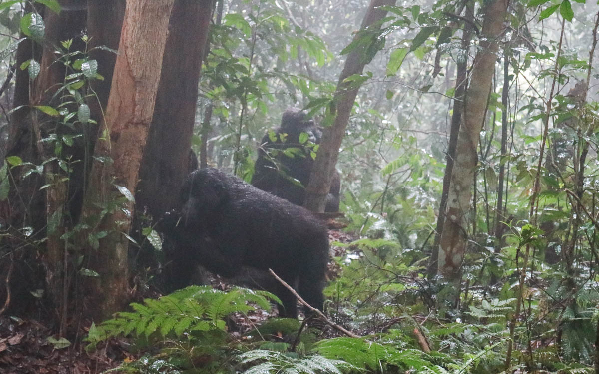 junge-gorillas-uganda-bwindi-nationalpark