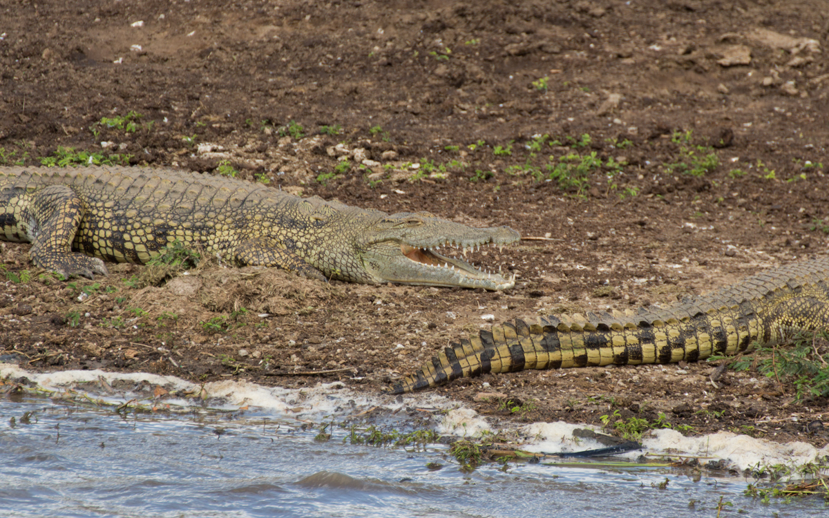 krokodile-queen-elizabeth-np-kazinga-channel