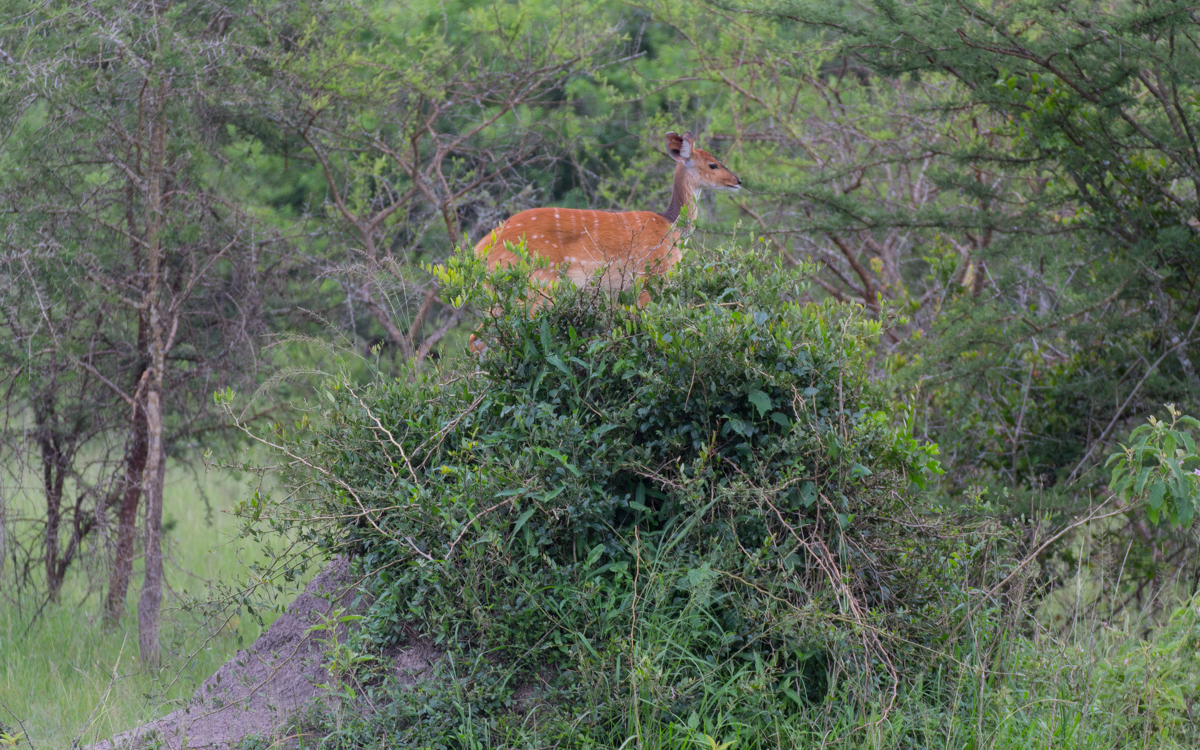 lake-mburo-46