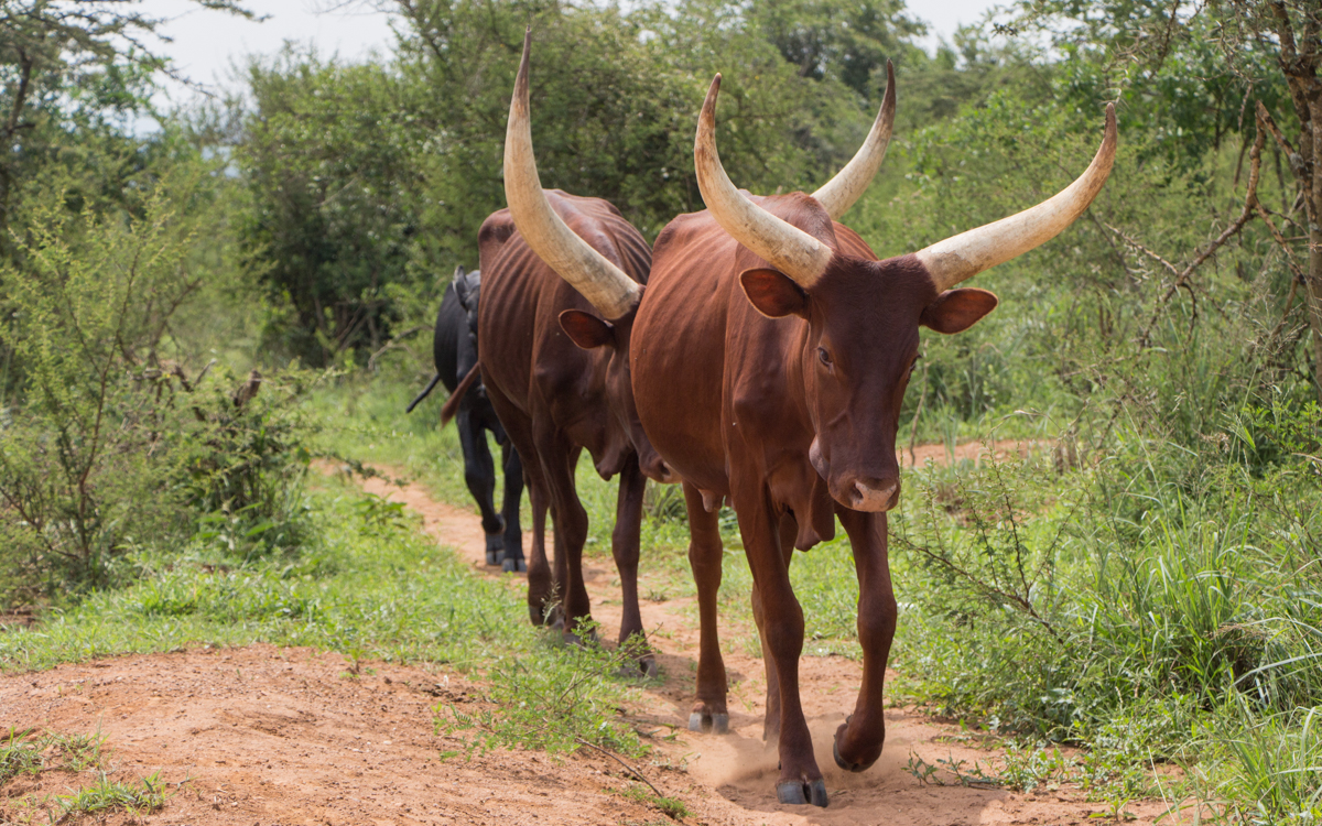 lake-mburo-nach-entebbe-17