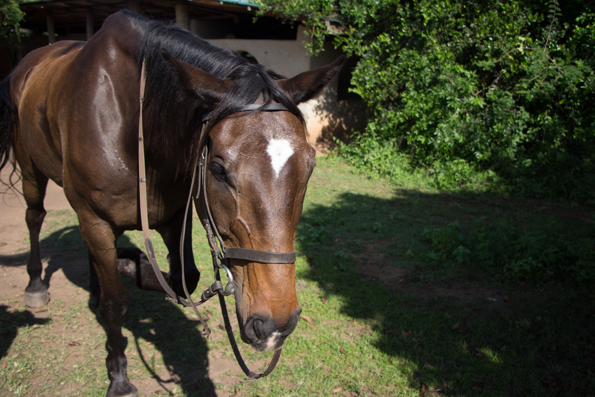 lake-mburo-safari-mit-pferd-155