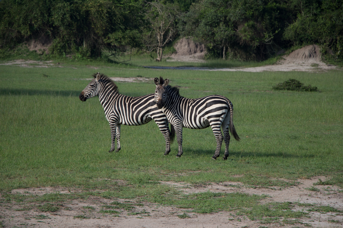 lake-mburo-safari-mit-pferd-86