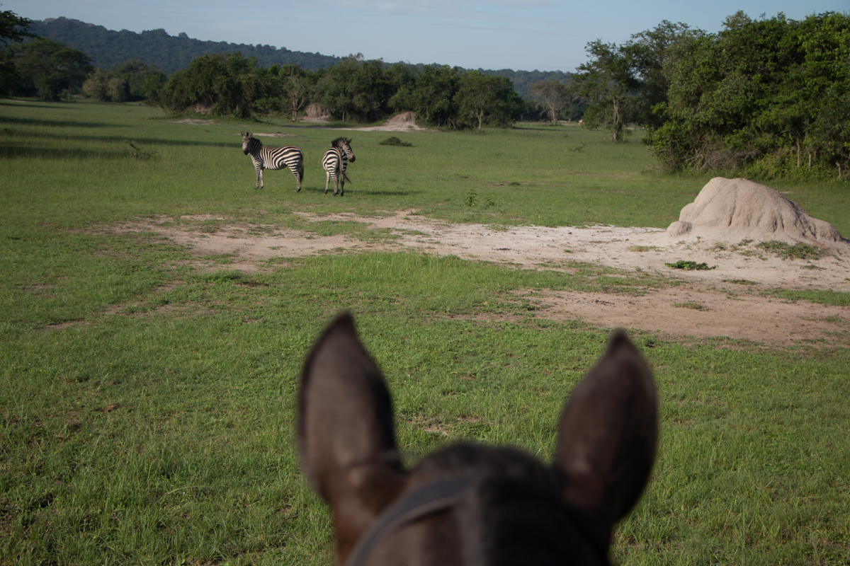 lake-mburo-safari-mit-pferd-88