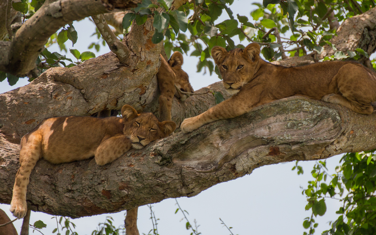 loewen-ishasha-uganda
