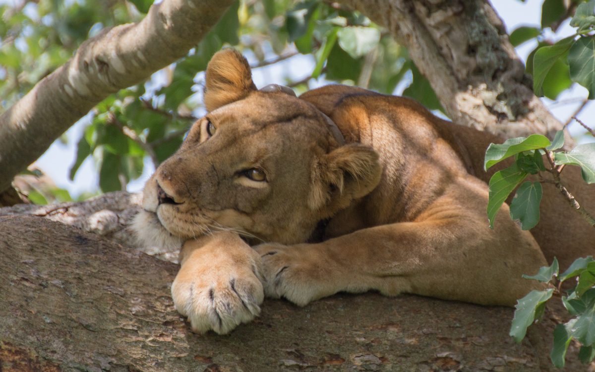 loewin-ishasha-tree-lions-qenp