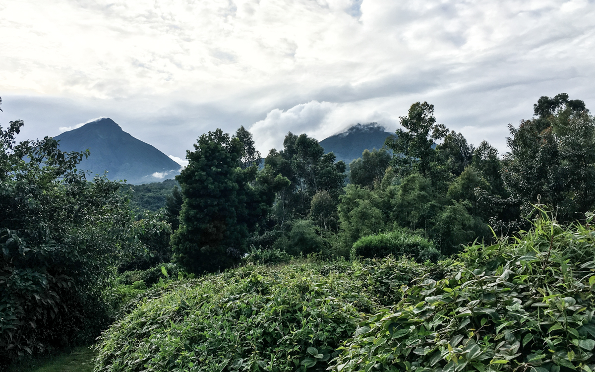 mgahinga-nationalpark-golden-monkeys-11