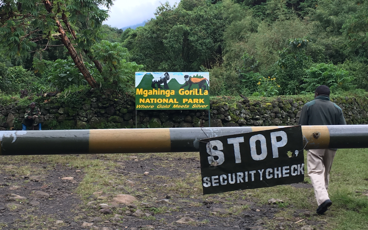 mgahinga-nationalpark-golden-monkeys-13