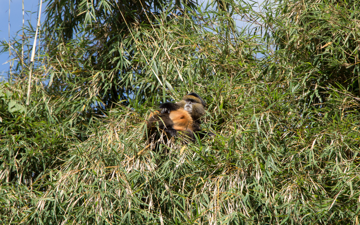 mgahinga-nationalpark-golden-monkeys-16