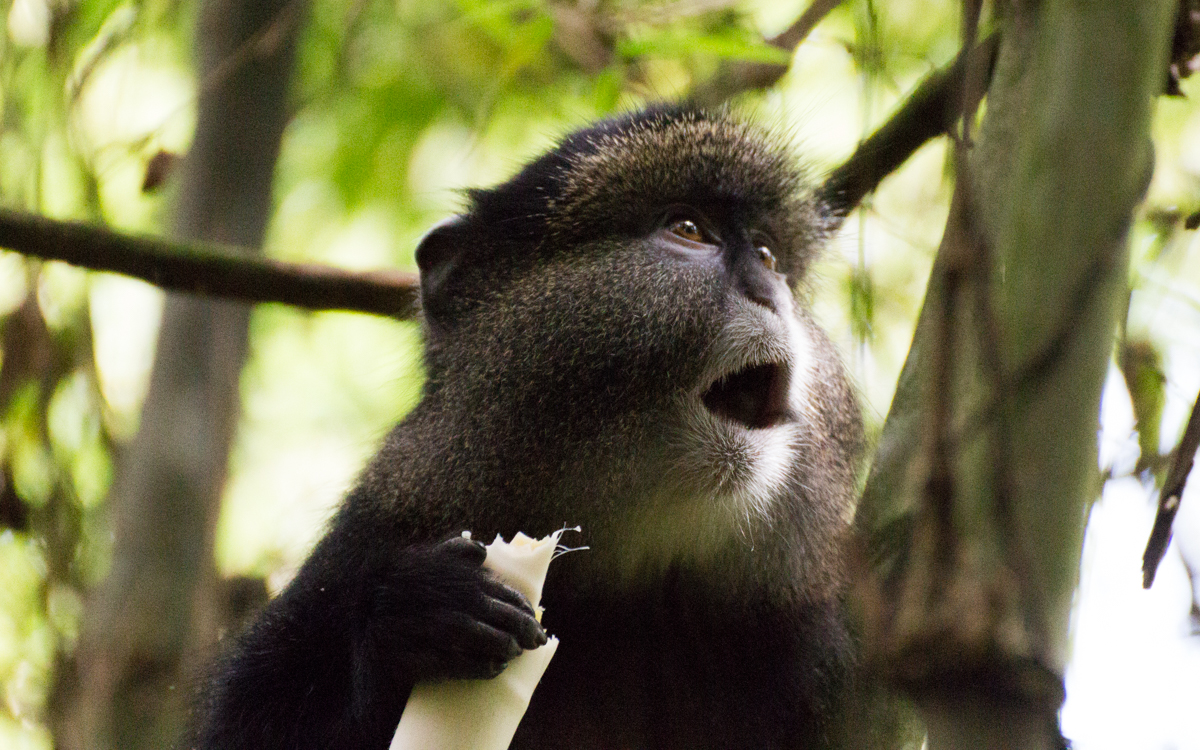 mgahinga-nationalpark-golden-monkeys-32