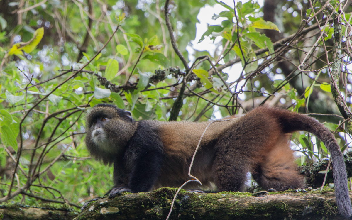 mgahinga-nationalpark-golden-monkeys-56