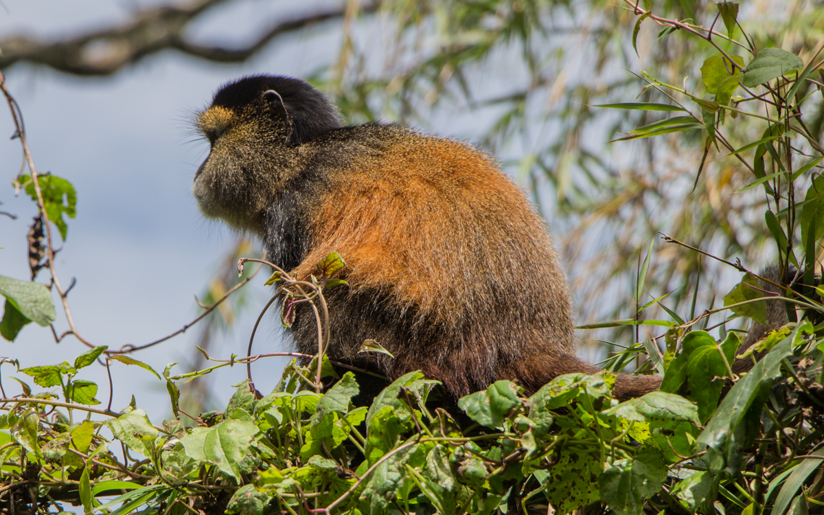 mgahinga-nationalpark-golden-monkeys-65