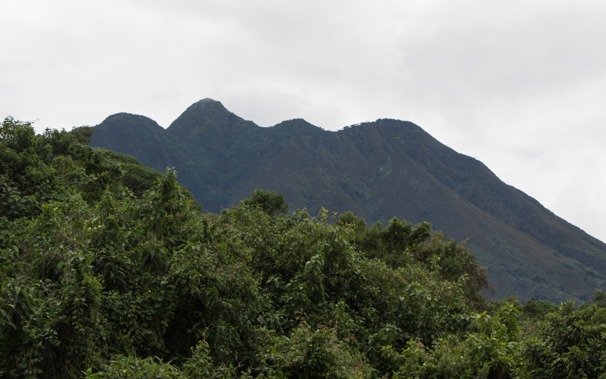 mgahinga-nationalpark-golden-monkeys-75