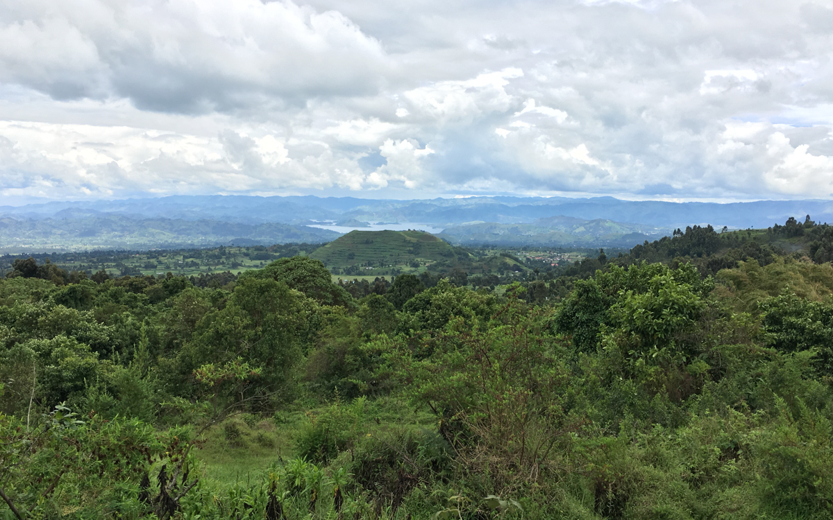 mgahinga-nationalpark-golden-monkeys-76