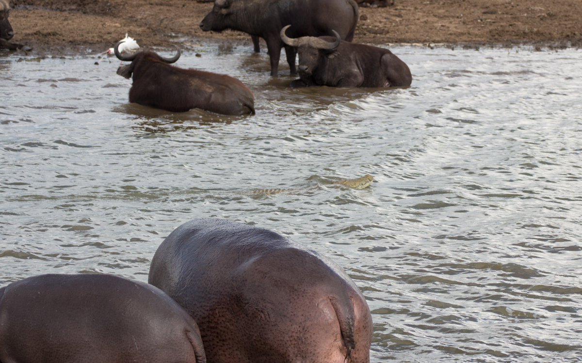queen-elizabeth-np-bueffel-hippo-krokodil