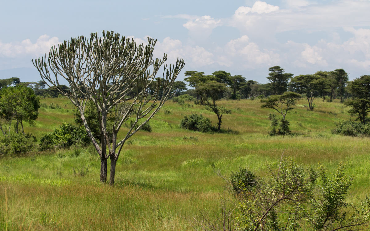 queen-elizabeth-np-nach-ishasha-10