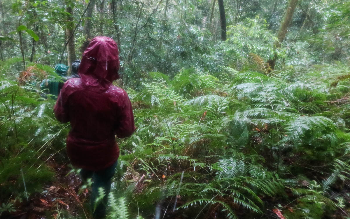 regen-gorilla-trekking-uganda-bwindi-nationalpark