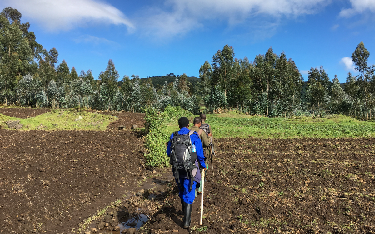 rwanda-gorilla-trekking-volcanoes--sabinyo-15