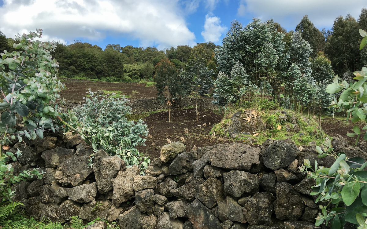 rwanda-gorilla-trekking-volcanoes--sabinyo-18