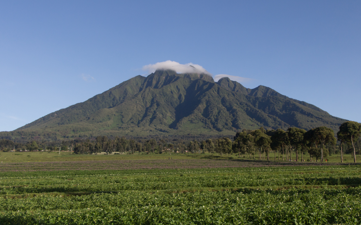 rwanda-gorilla-trekking-volcanoes--sabinyo-2