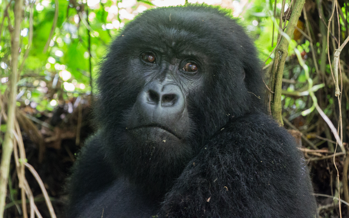 rwanda-gorilla-trekking-volcanoes--sabinyo-24