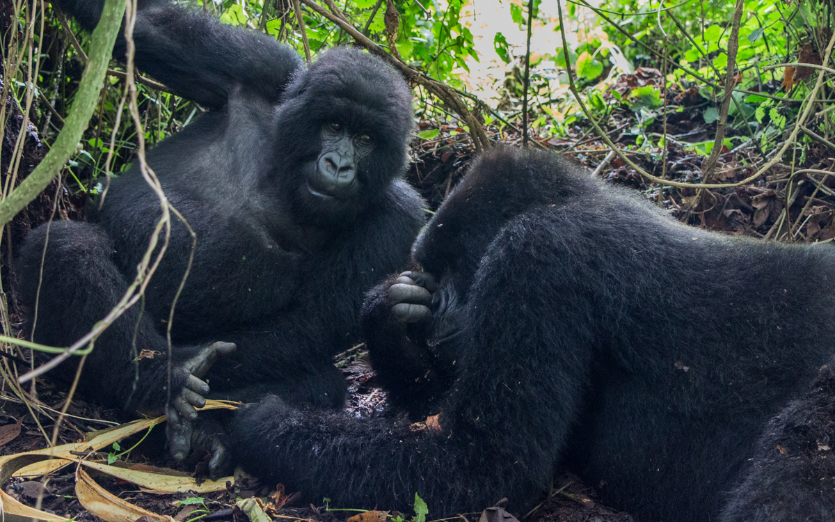 rwanda-gorilla-trekking-volcanoes--sabinyo-37