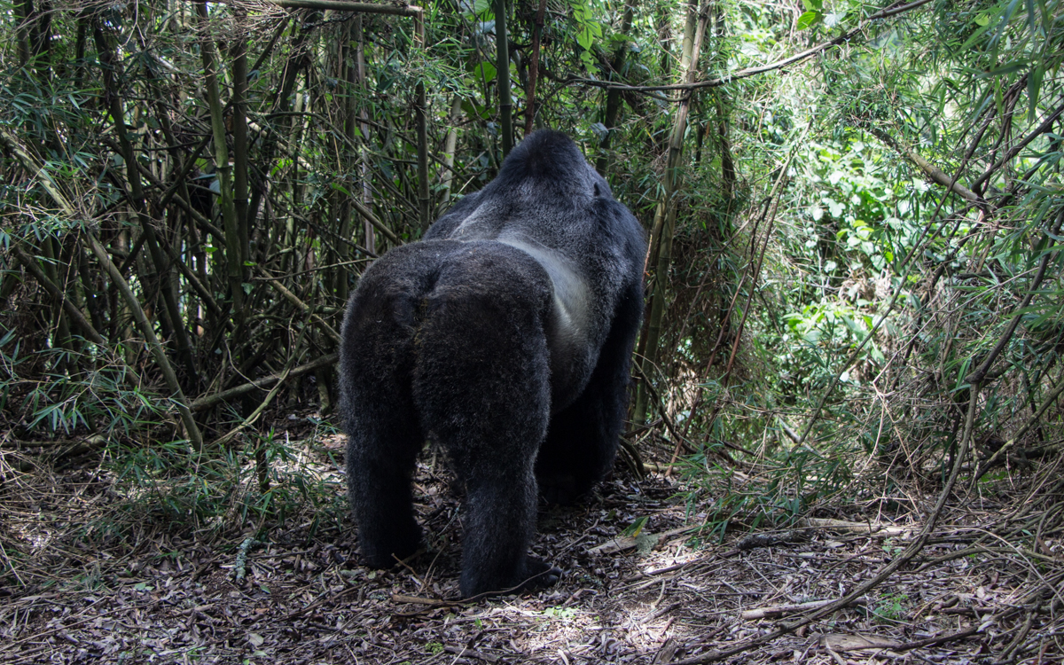 rwanda-gorilla-trekking-volcanoes--sabinyo-64